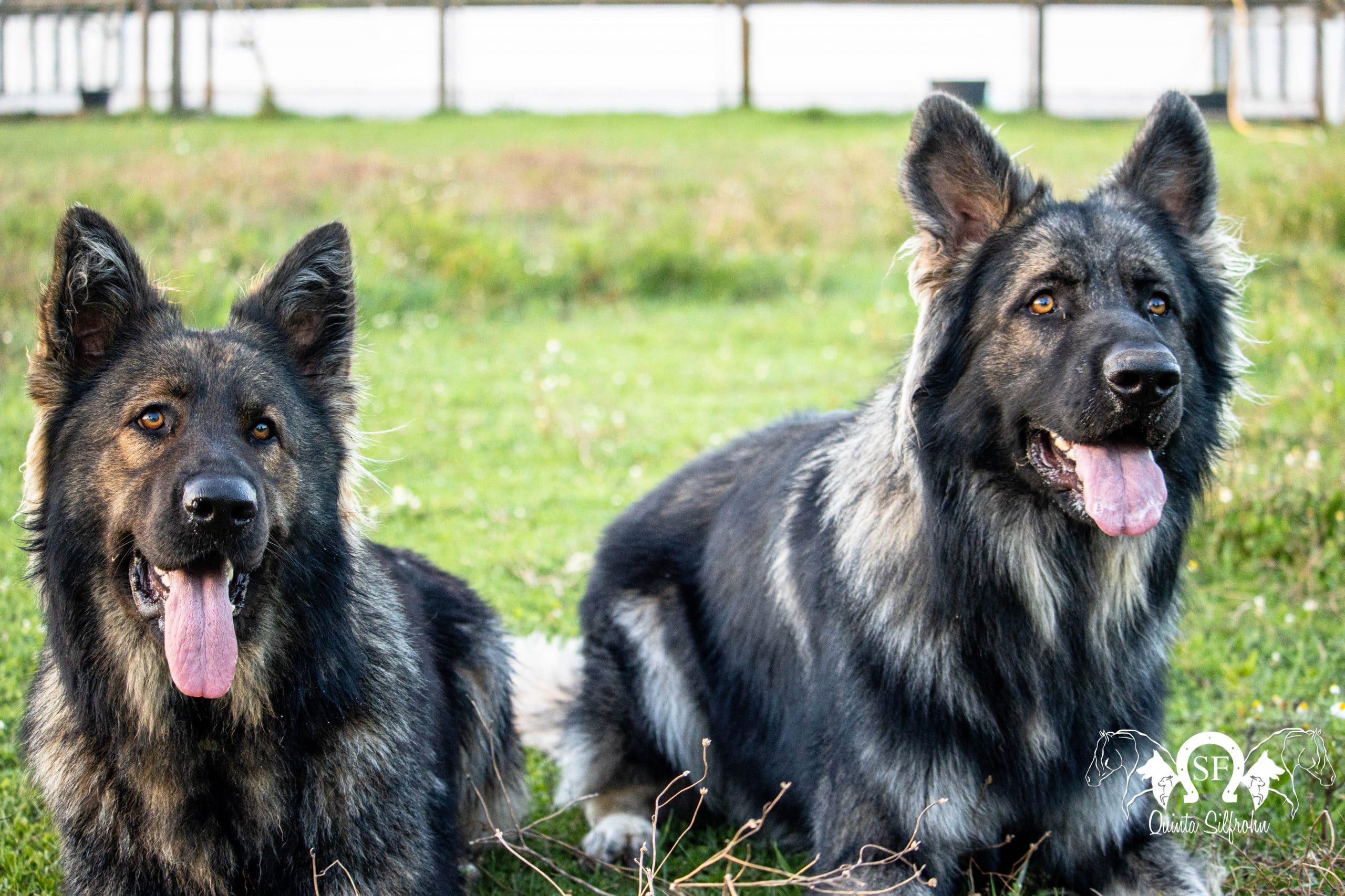 As origens do Antigo Cão de Pastor Inglês – dogs-ptmagazine