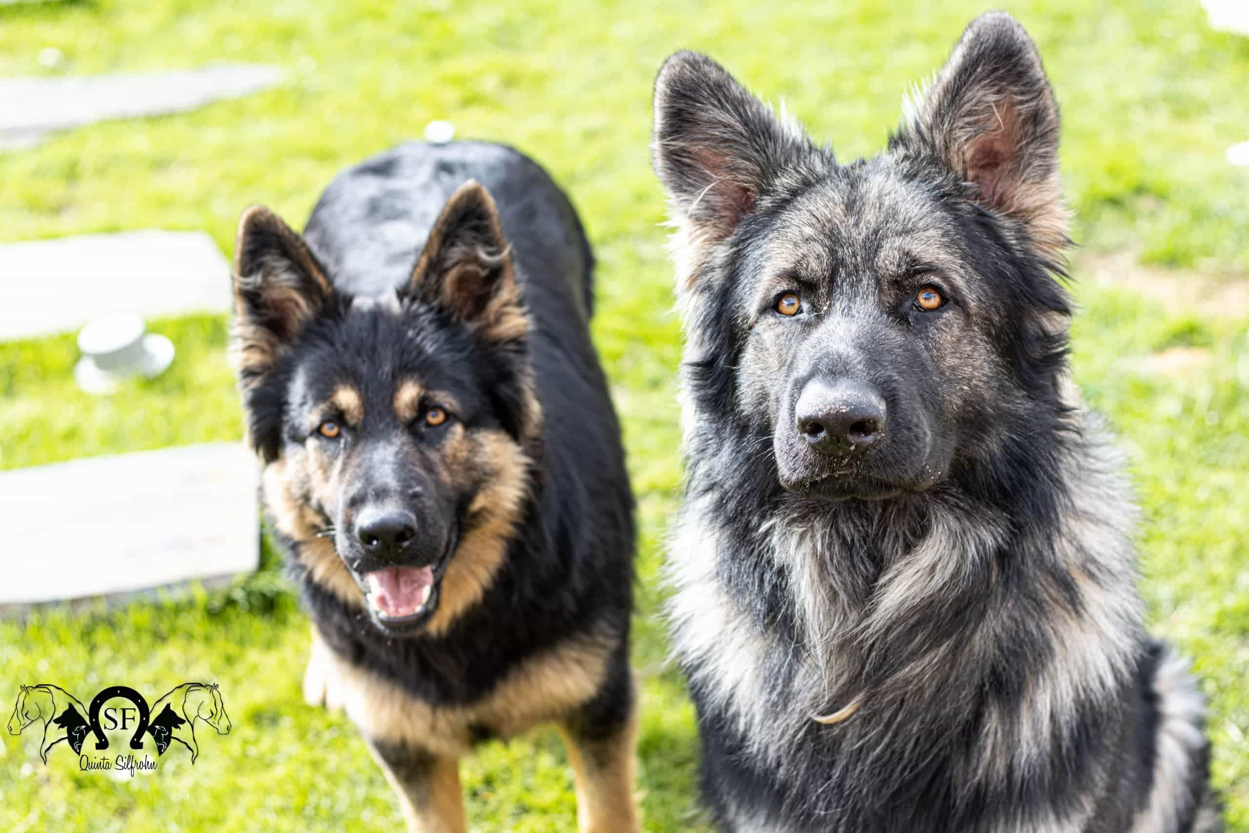 Ahri Elavra Black & Szer-can altdeutscher schäferhund, pastor alemão de linhagem antiga