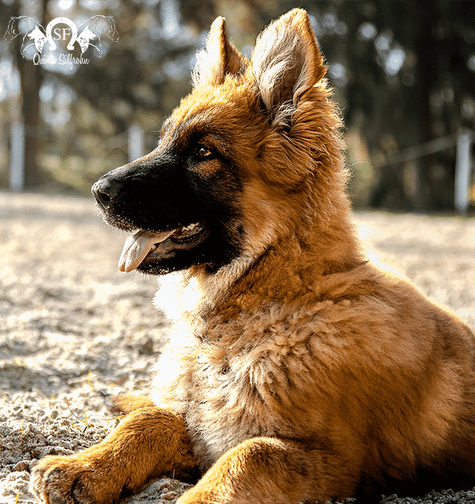 Qual cachorro é mais protetor com seu dono, o pastor alemão ou o