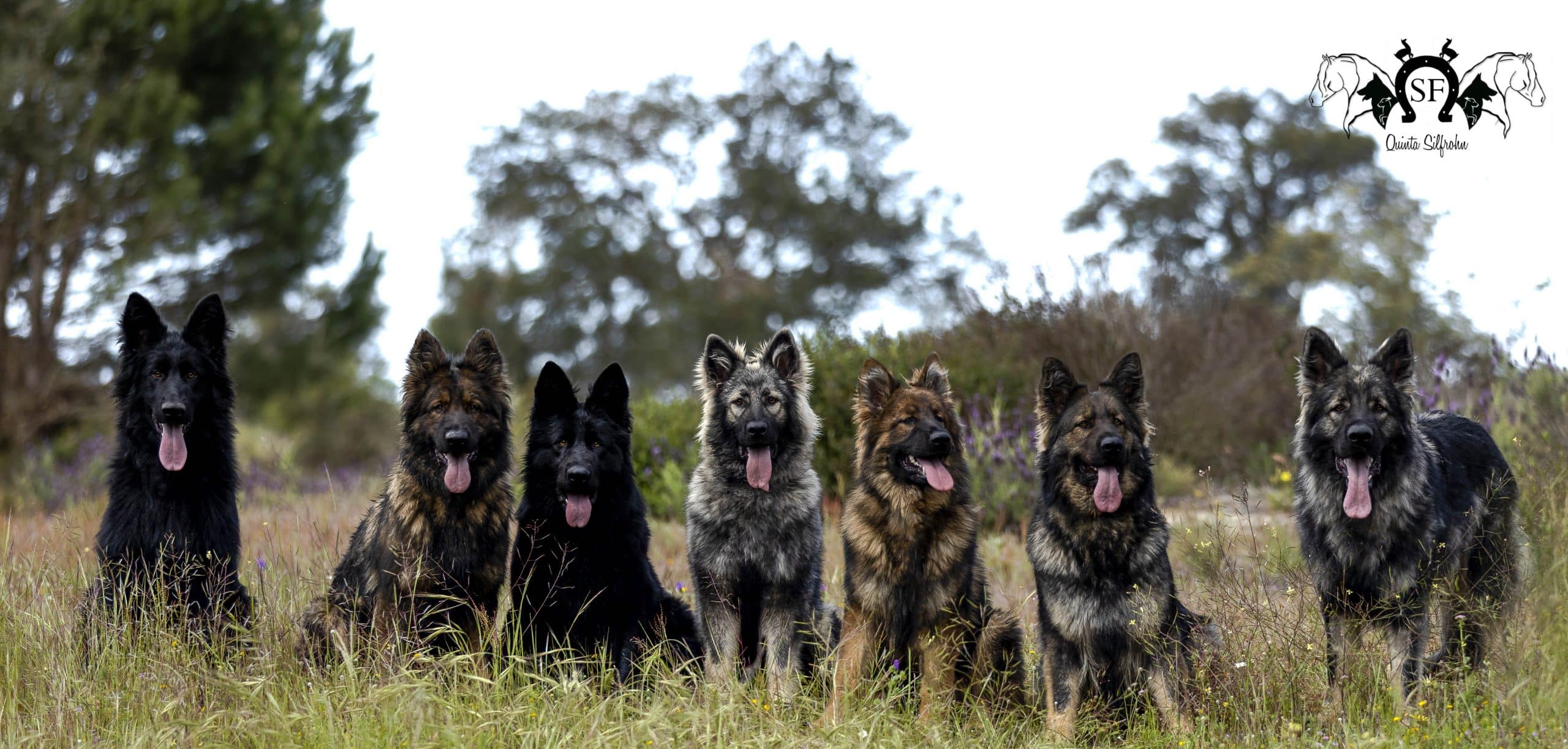 Matinha Pastor Alemao de linhagem antiga
