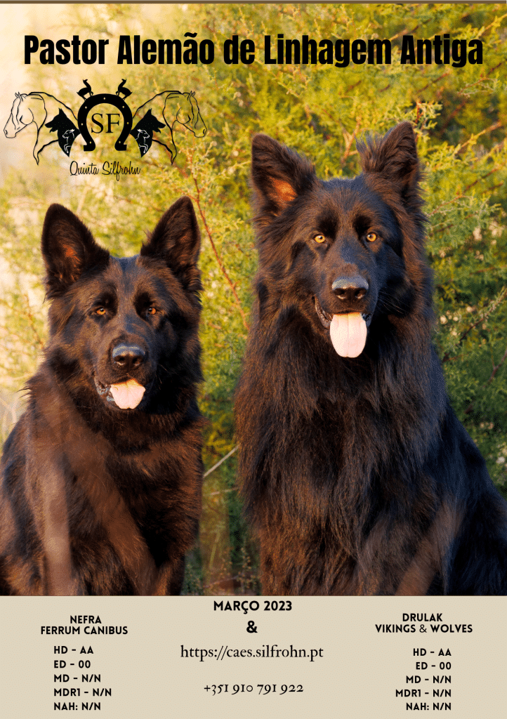 23.ª Monográfica dos Cães de Pastor Britânicos – dogs-ptmagazine