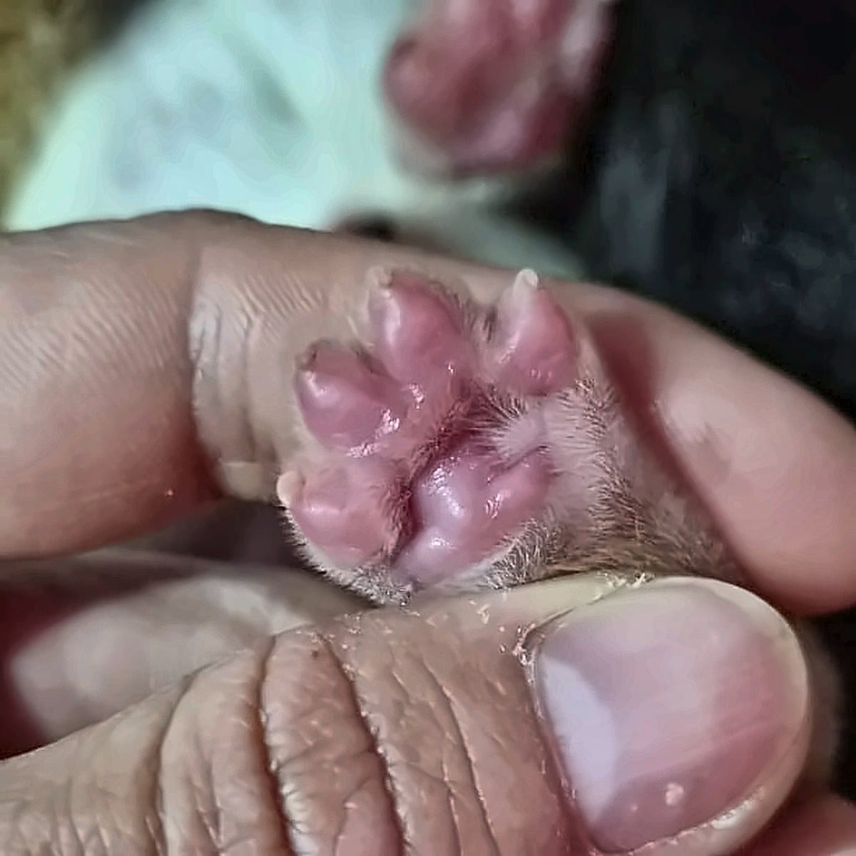 Almofadas de cachorro branco Von Silfrohn — nascença