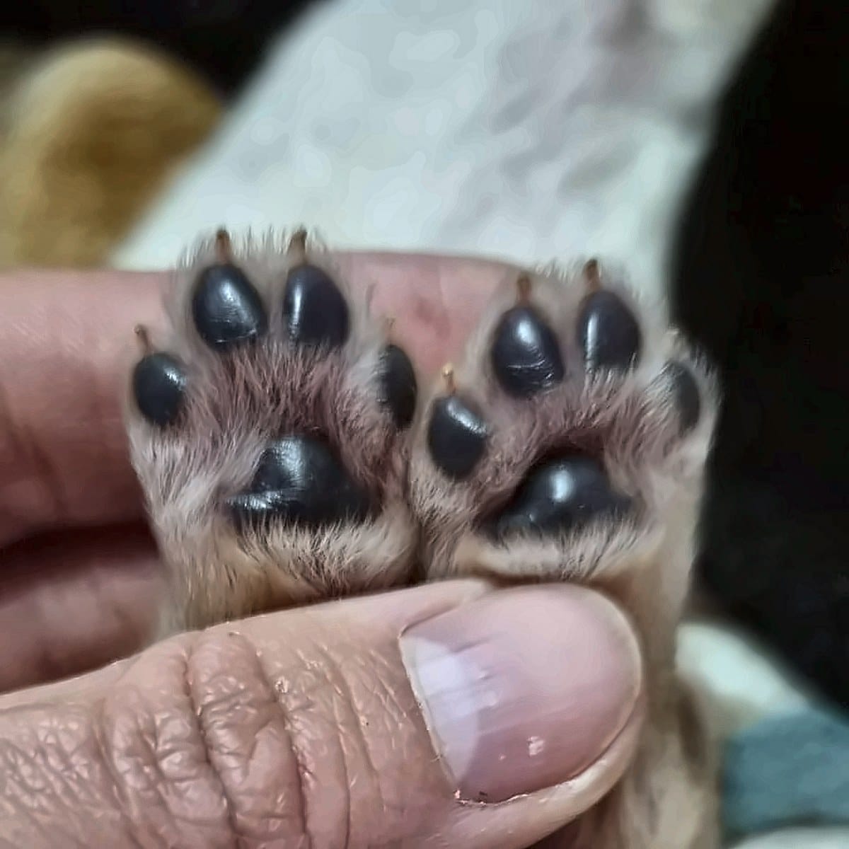 Almofadas de cachorro branco Von Silfrohn — dia 4