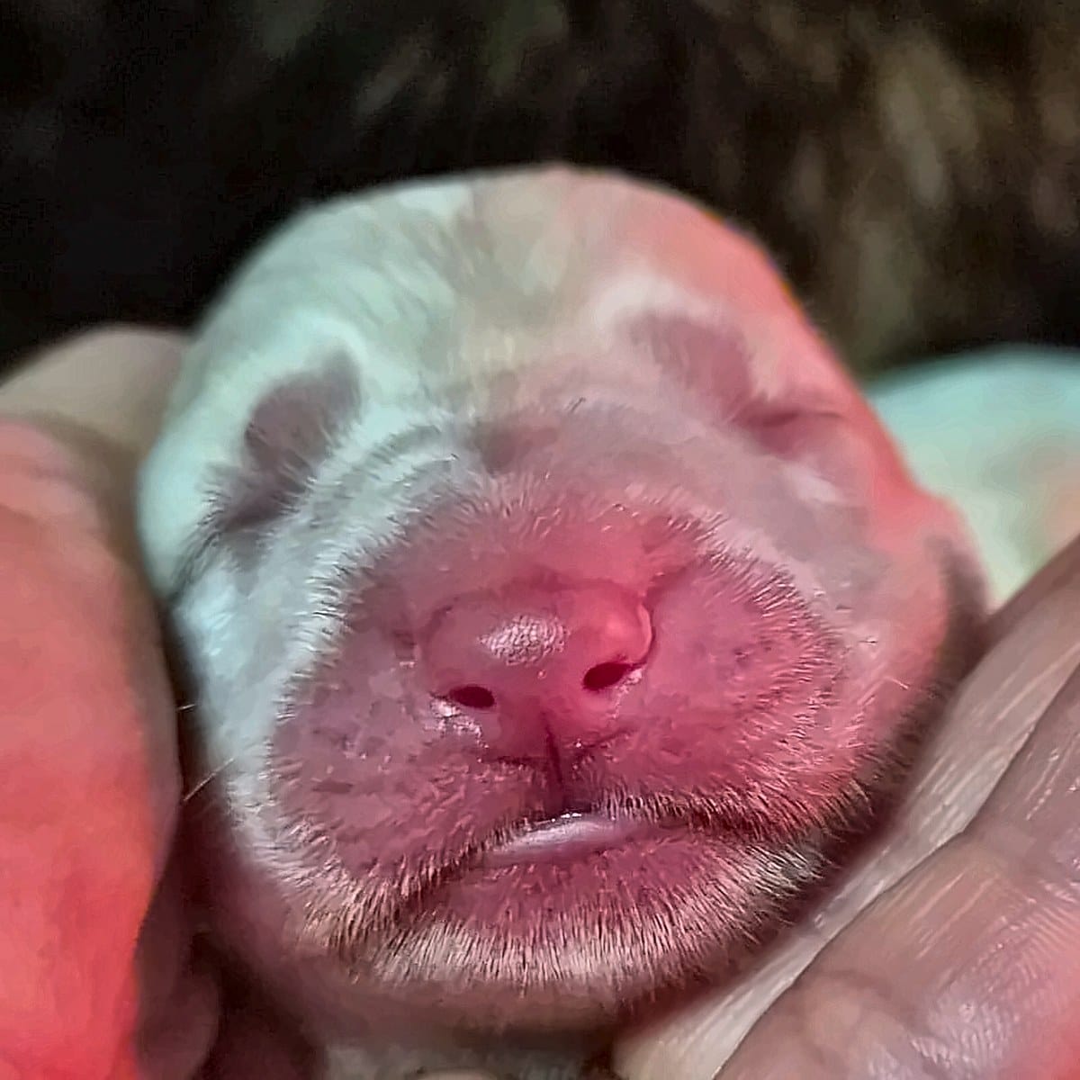 Nariz de cachorro branco Von Silfrohn — nascença