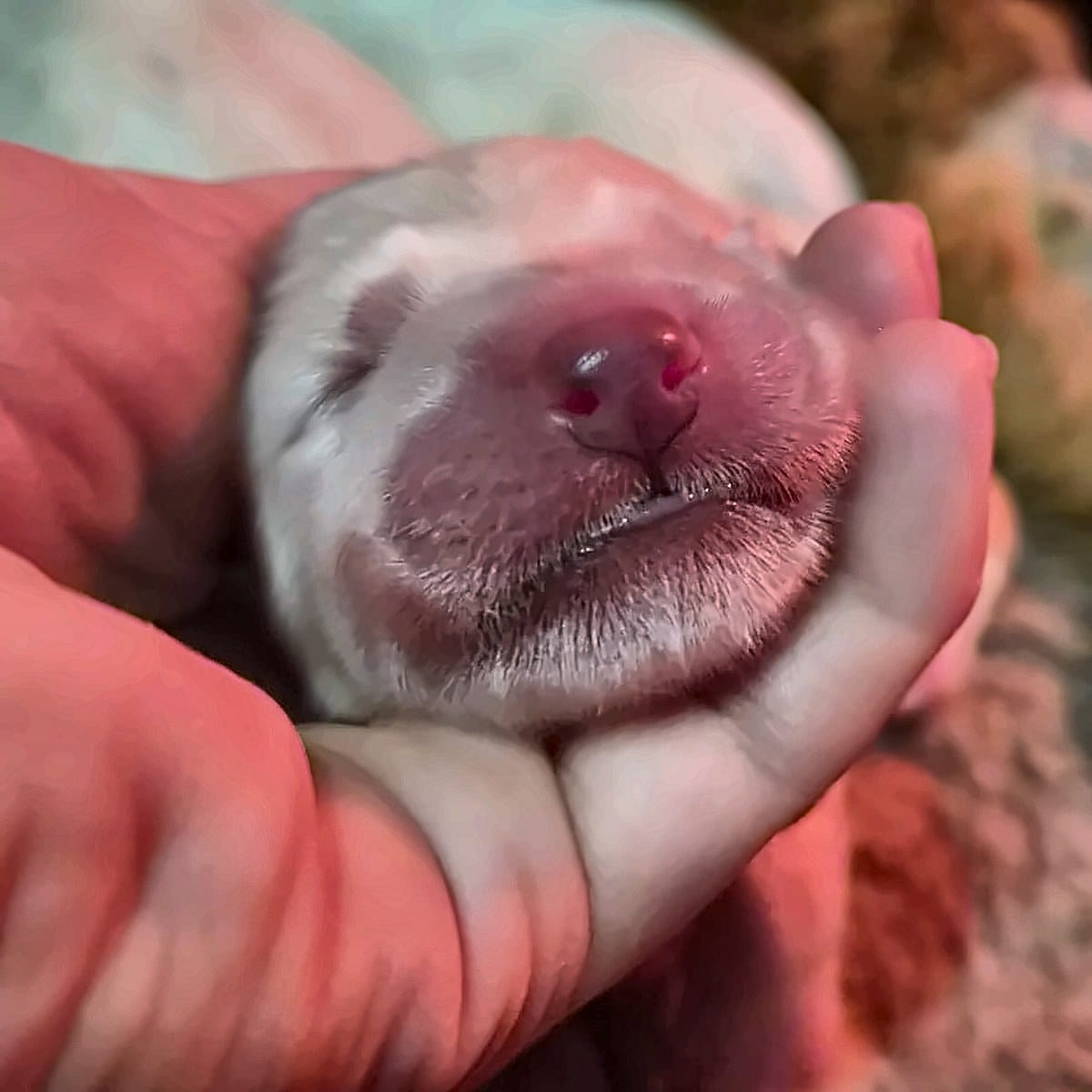 Nariz de cachorro branco Von Silfrohn — dia 2