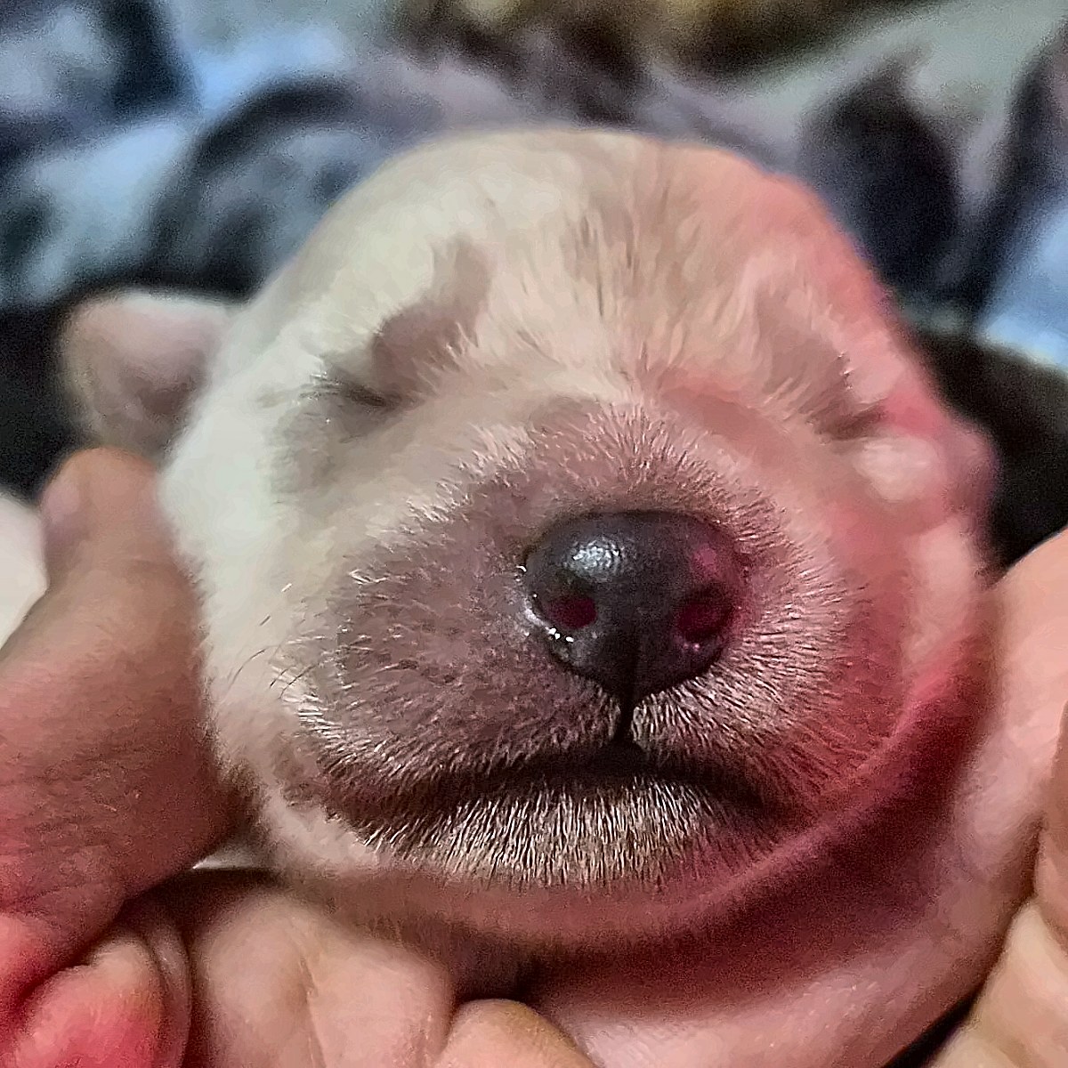 Nariz de cachorro branco Von Silfrohn — dia 4