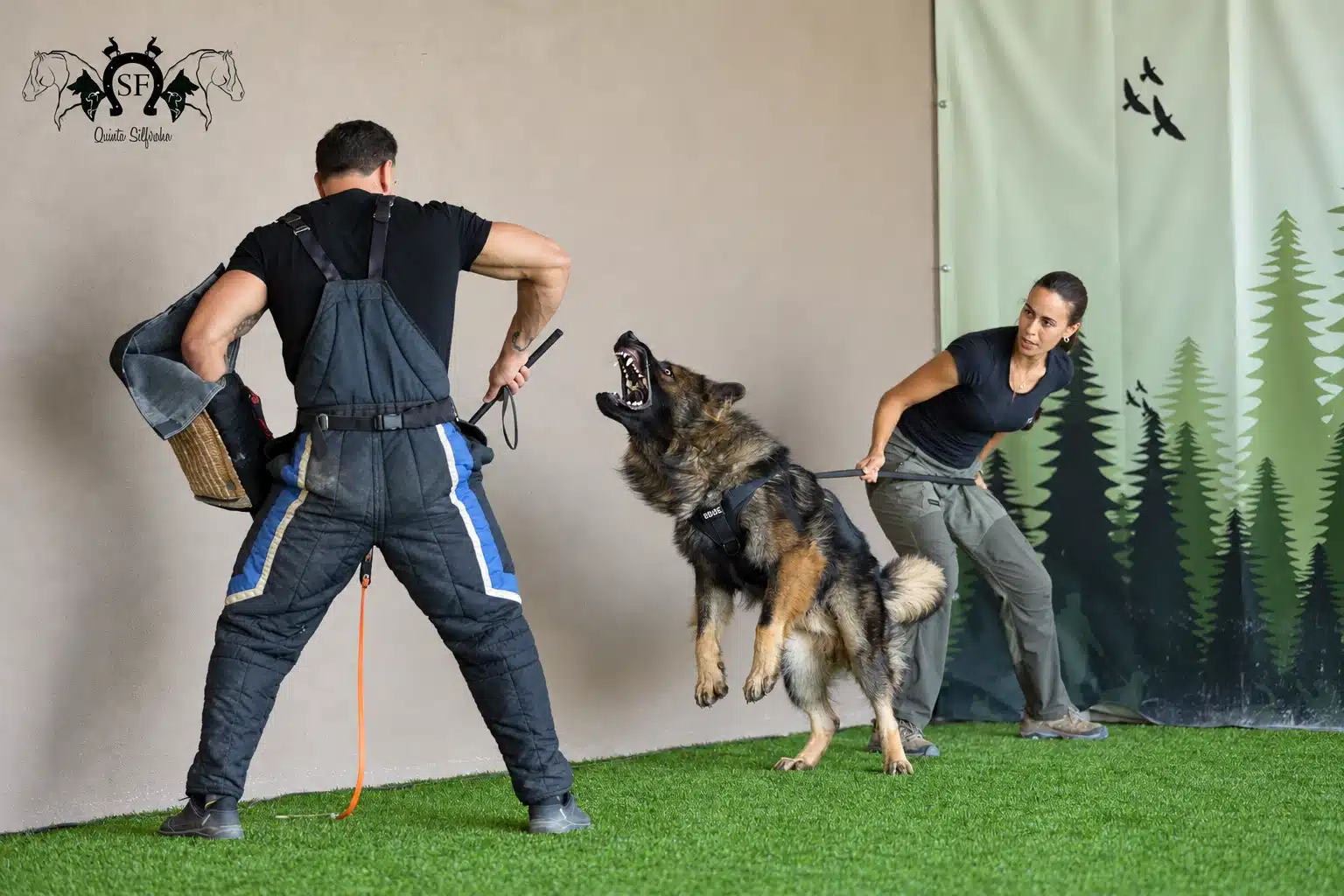 Cyan, pastor alemão de linhagem antiga Von Silfrohn, em trabalho de proteção — fotografia 1