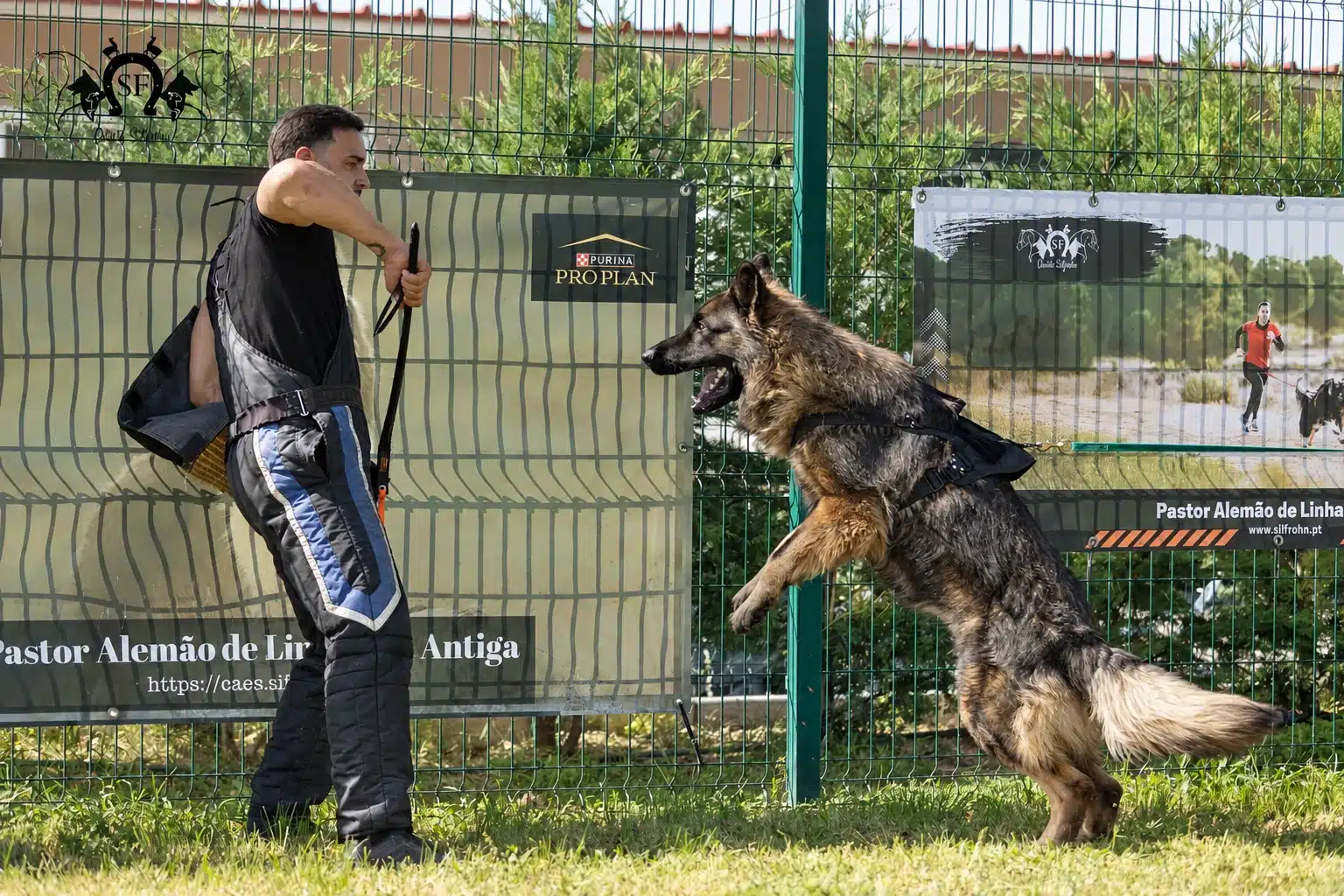 Cyan, pastor alemão de linhagem antiga Von Silfrohn, em trabalho de proteção — fotografia 10