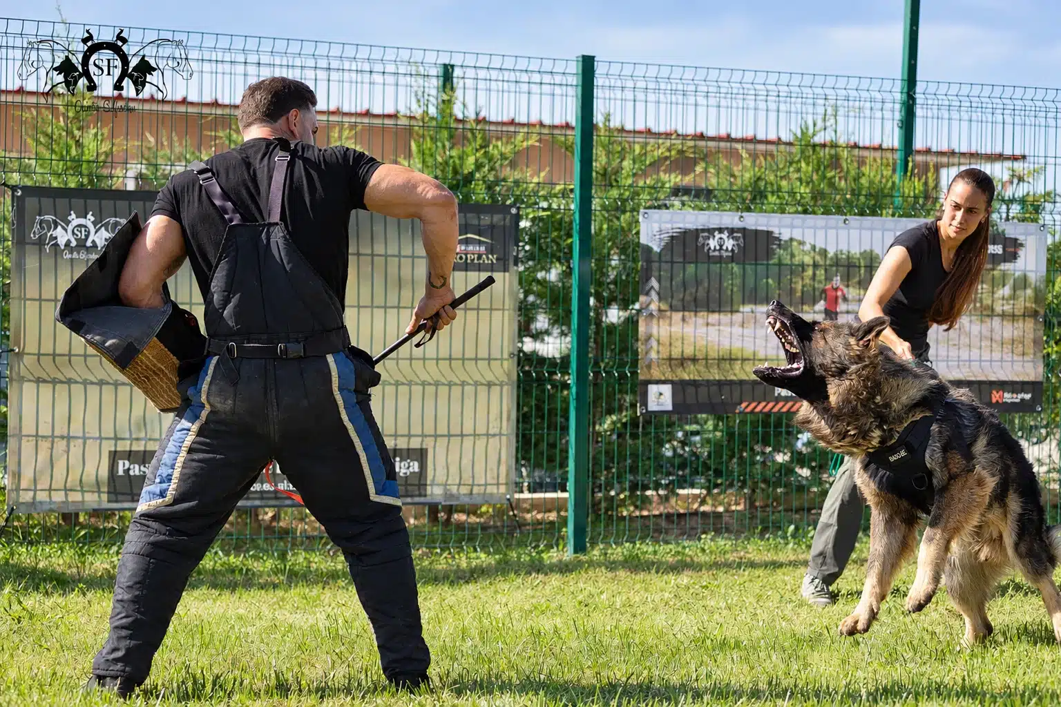 Cyan, pastor alemão de linhagem antiga Von Silfrohn, em trabalho de proteção — fotografia 11