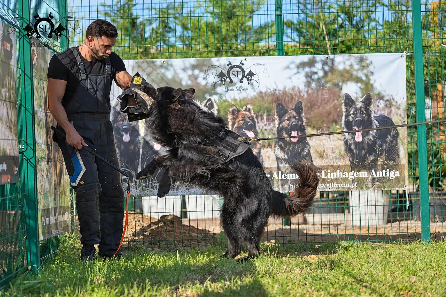 Korum, pastor alemão de linhagem antiga Von Silfrohn, em trabalho de proteção — fotografia 4