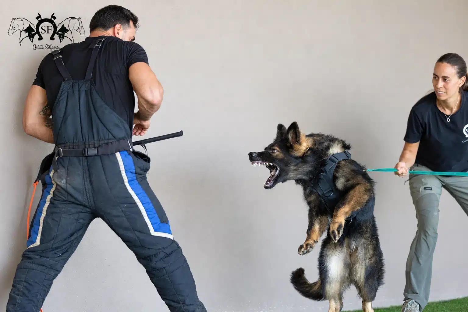 Psycho, pastor alemão de linhagem antiga Von Silfrohn, em trabalho de proteção — fotografia 1