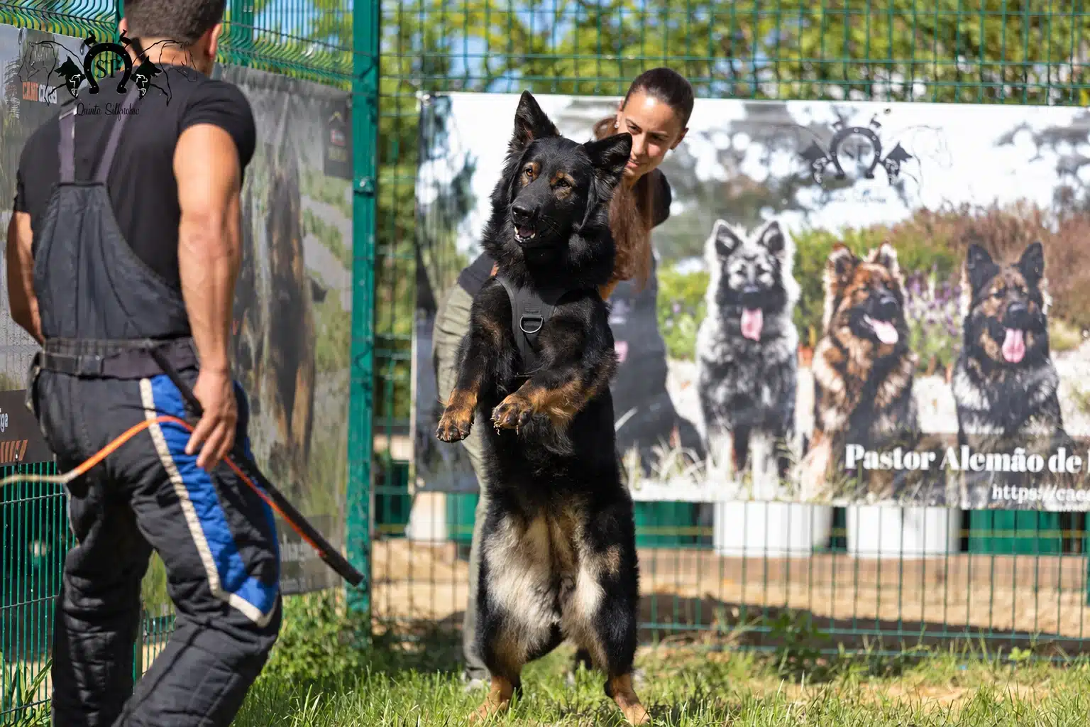 Raksha, pastor alemão de linhagem antiga Von Silfrohn, em trabalho de proteção — fotografia 4