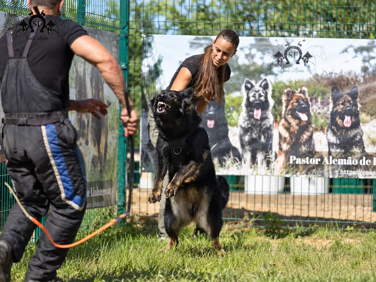 Raksha, pastor alemão de linhagem antiga Von Silfrohn, em trabalho de proteção — fotografia 5