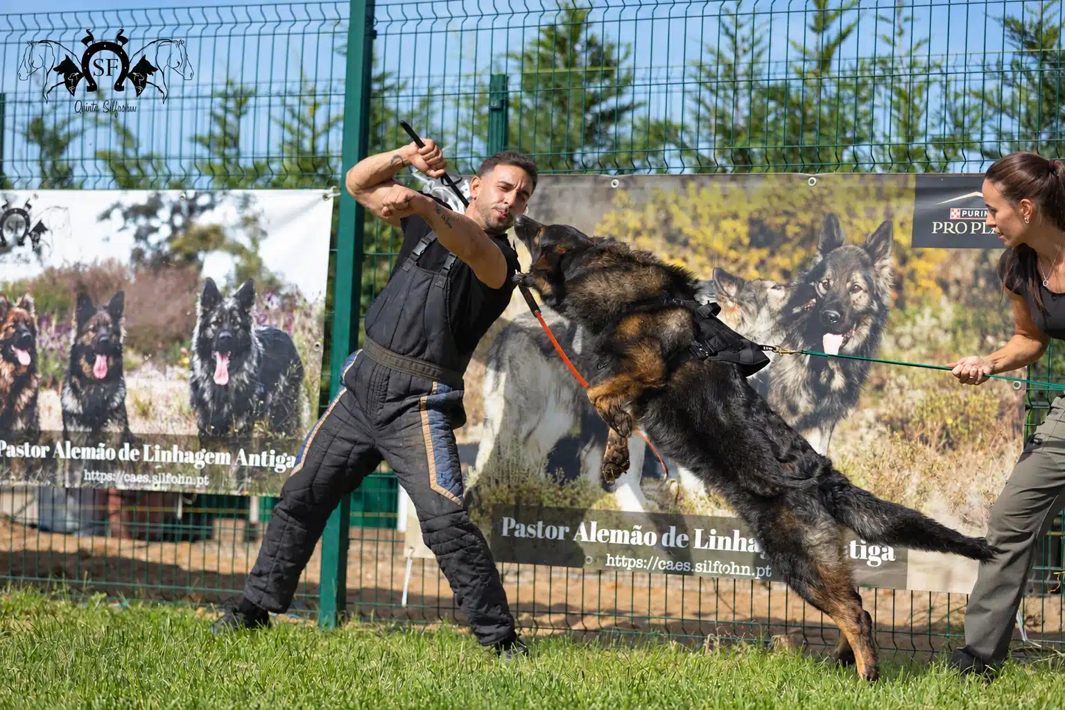 Raksha, pastor alemão de linhagem antiga Von Silfrohn, em trabalho de proteção — fotografia 11