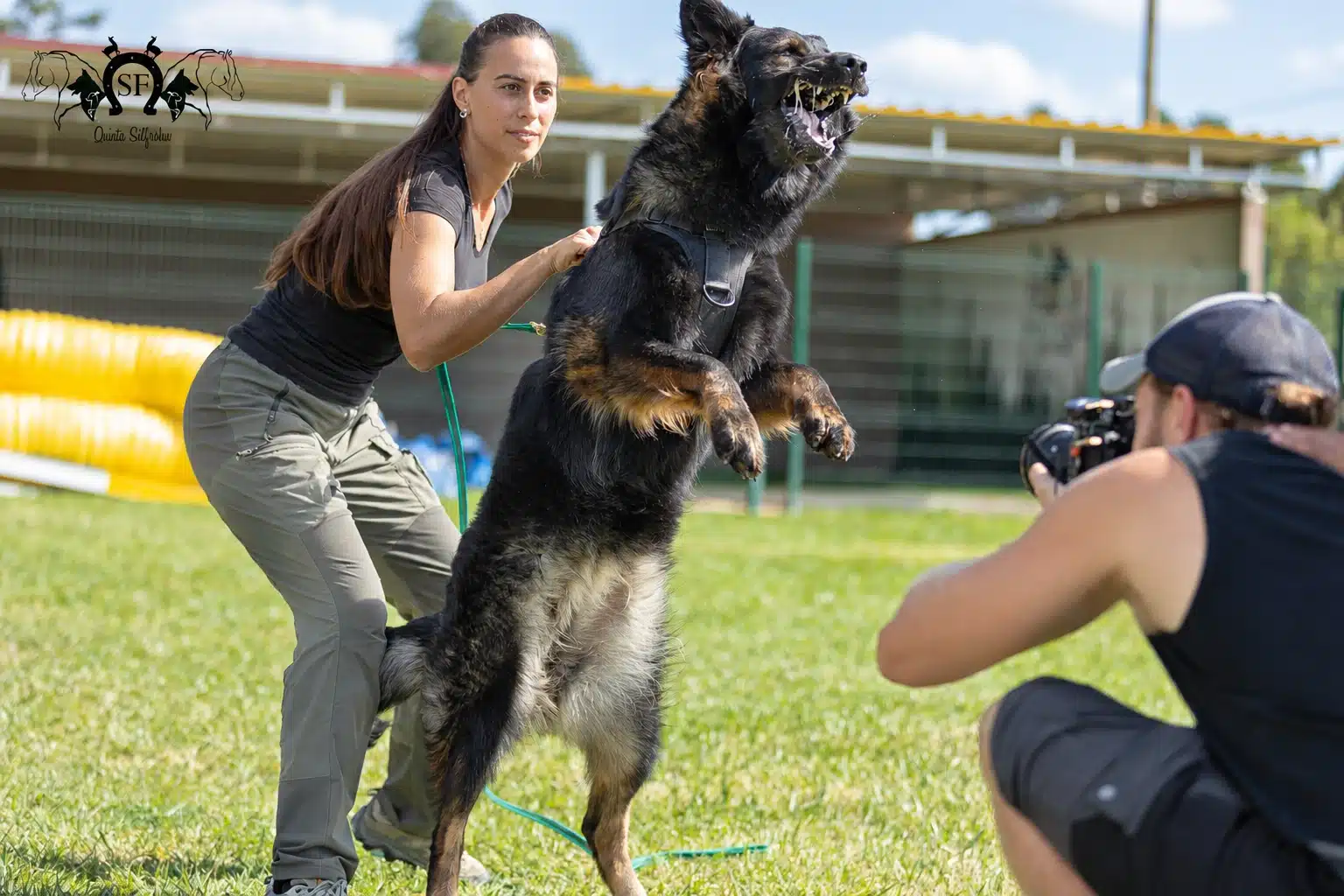 Raksha, pastor alemão de linhagem antiga Von Silfrohn, em trabalho de proteção — fotografia 15